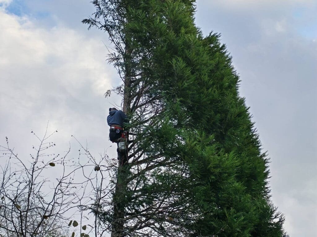 Les-paysages-normands - Comment choisir un élagueur paysagiste pour préserver la biodiversité de mon jardin ? - Featured Image 1
